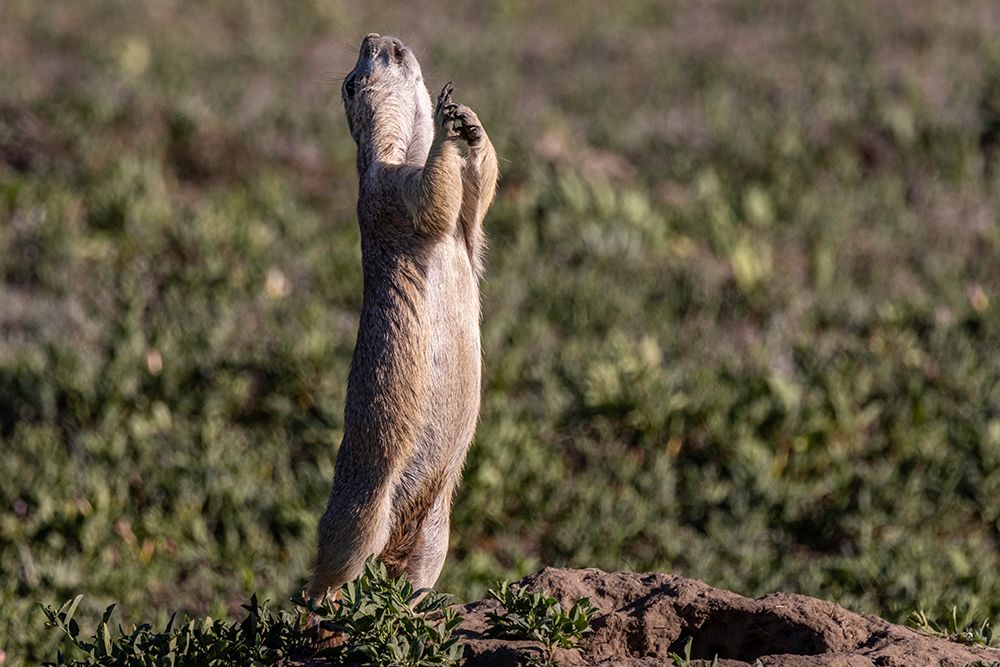 Prairie dog signaling all clear in Theodore Roosevelt National Park, North Dakota, USA.